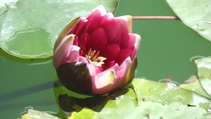 Lotus Bluete 05 300x169